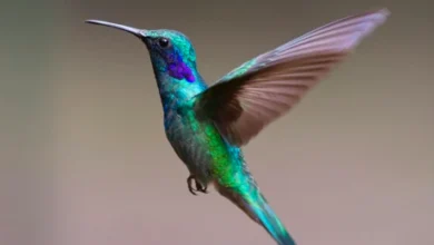 hummingbird symbolism