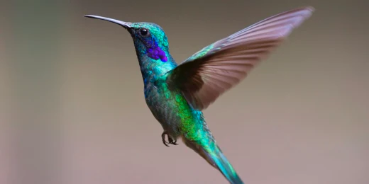 hummingbird symbolism